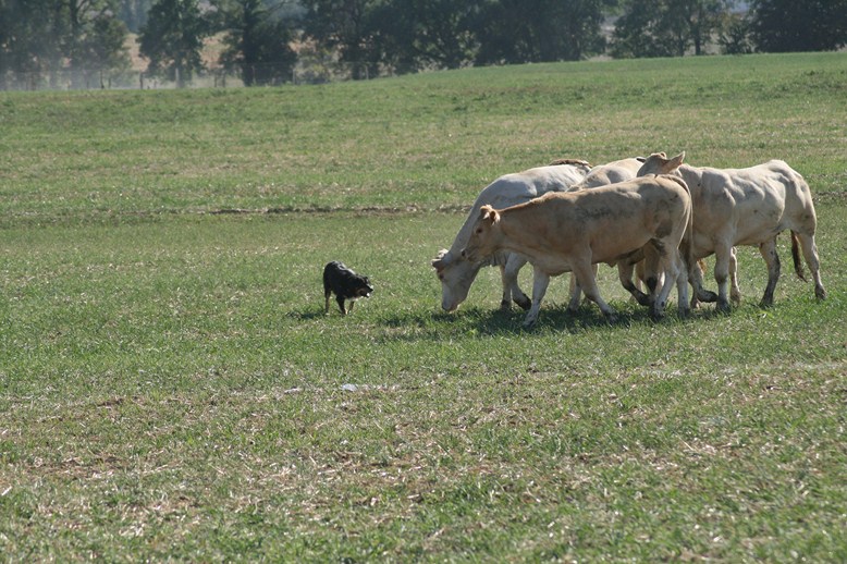 BE WINNER - 2012 - Master chiens de troupeaux 